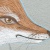 FOXY