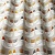 Nordic / Cluck Cluck Tangerine ткань