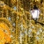 Светодиодная гирлянда ARD-CURTAIN-CLASSIC-2000x1500-CLEAR-360LED Yellow (230V, 60W) (Ardecoled, IP65) Светодиодная гирлянда ARD-CURTAIN-CLASSIC-2000x1500-CLEAR-360LED Yellow (230V, 60W) (Ardecoled, IP65)