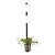 Бра Odeon Light Flower 4681/2WA