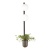 Бра Odeon Light Flower 4681/2WA
